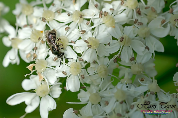 Cow Parsnip