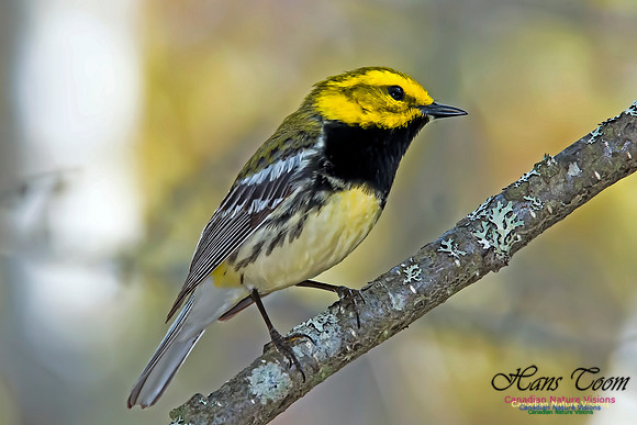 Black-throated Green Warbler