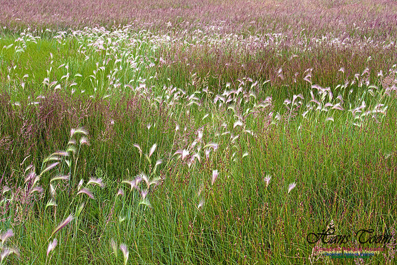 Cow Bay Salt Marsh