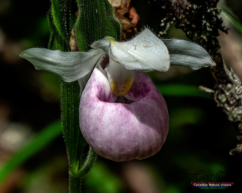 Showy Lady's Slipper Orchid 166