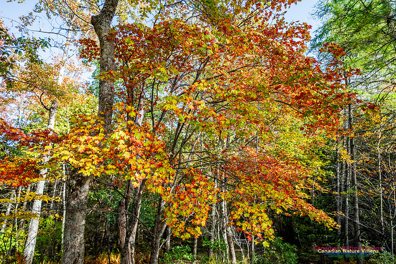 Woodland Stroll 119
