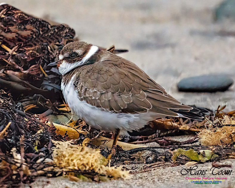 Semipalmated Plover 359