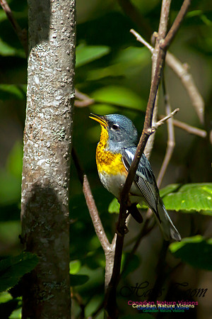 Northern Parula
