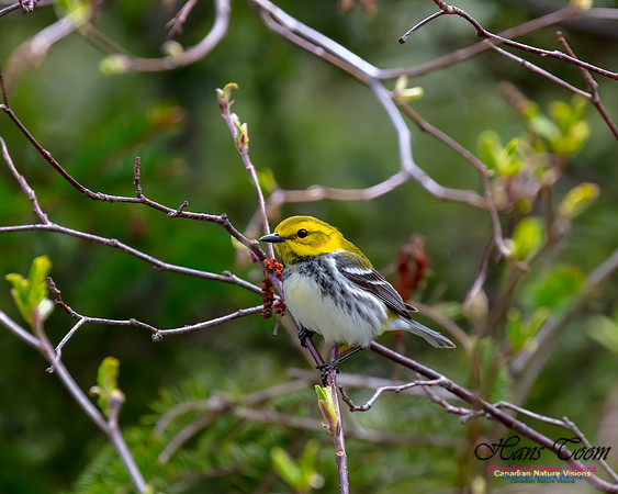 Black-throated Green Warbler 4