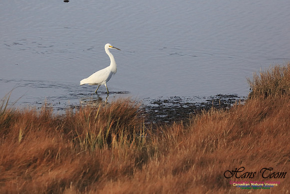 Snowy Egret 1009
