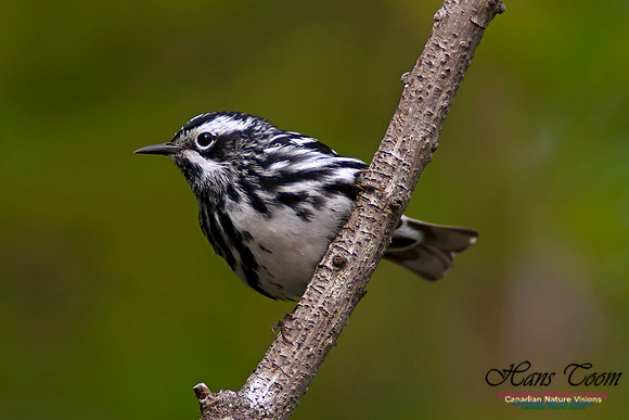 Black-and-White Warbler