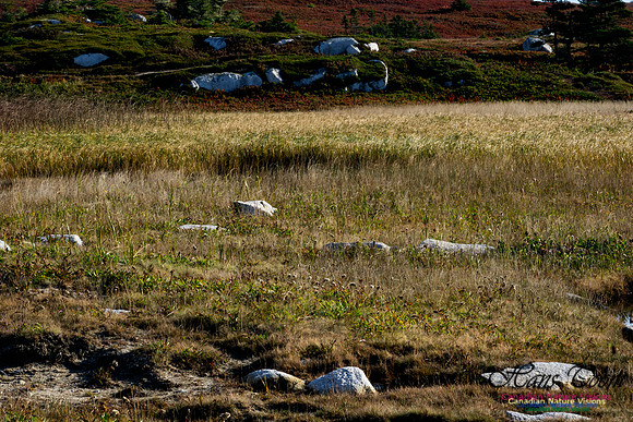 Another Morning Stroll on the Coastal Barrens 114