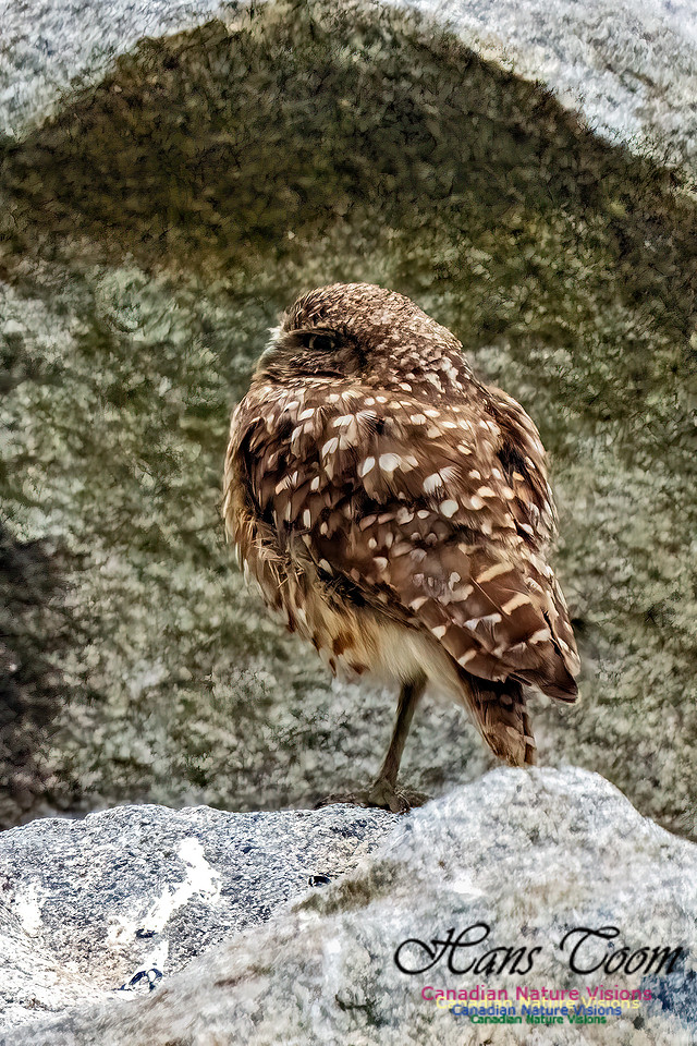 Burrowing Owl 122