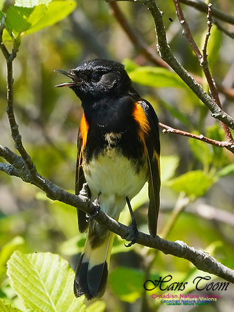 American Redstart 204