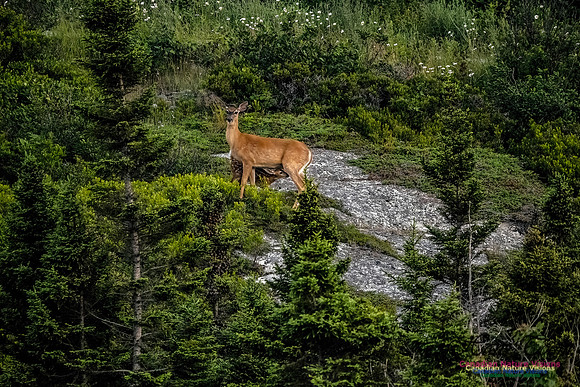 Feeding Time for Fawn 102