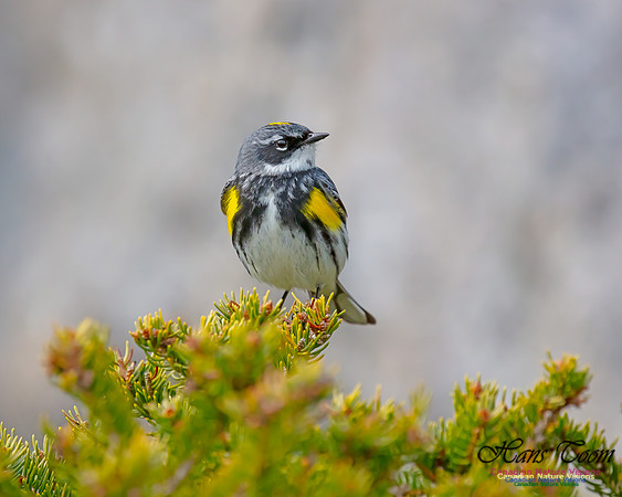 Yellow-rumped Warbler 33