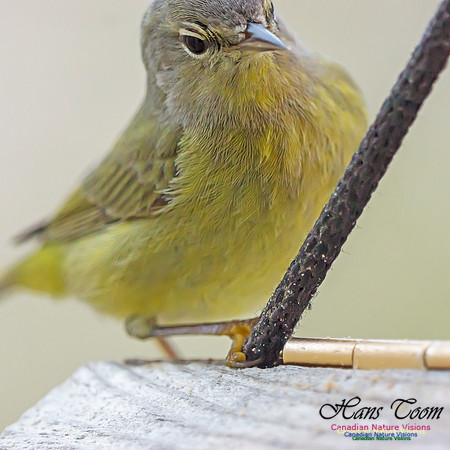 Orange-crowned Warbler 7