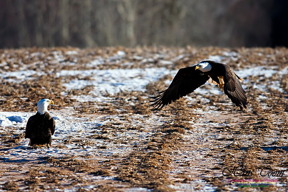 Bald Eagle