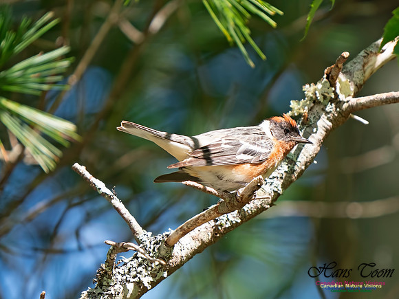 Bay-breasted Warbler 11