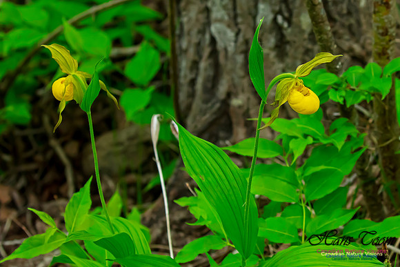 Yellow Ladies's Slipper Orchid 111