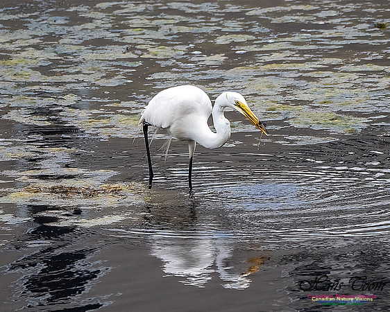 Great Egret 403