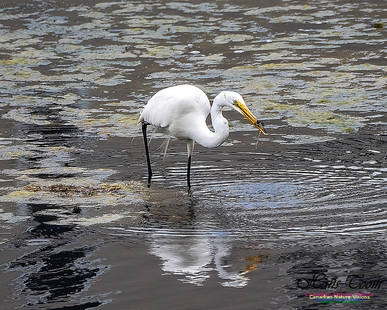 Great Egret 403