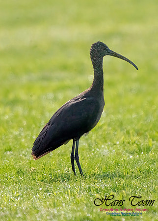 Glossy Ibis 103