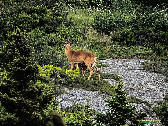 Feeding Time for Fawn 100