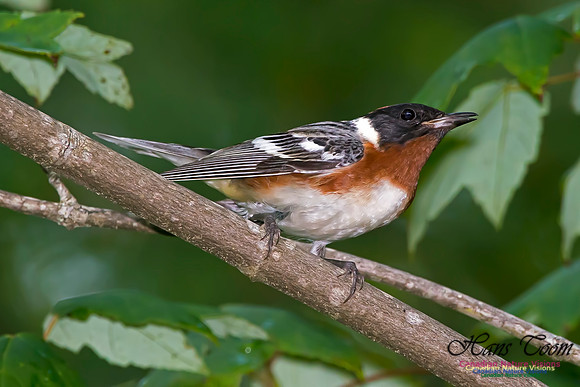 Bay-breasted Warbler