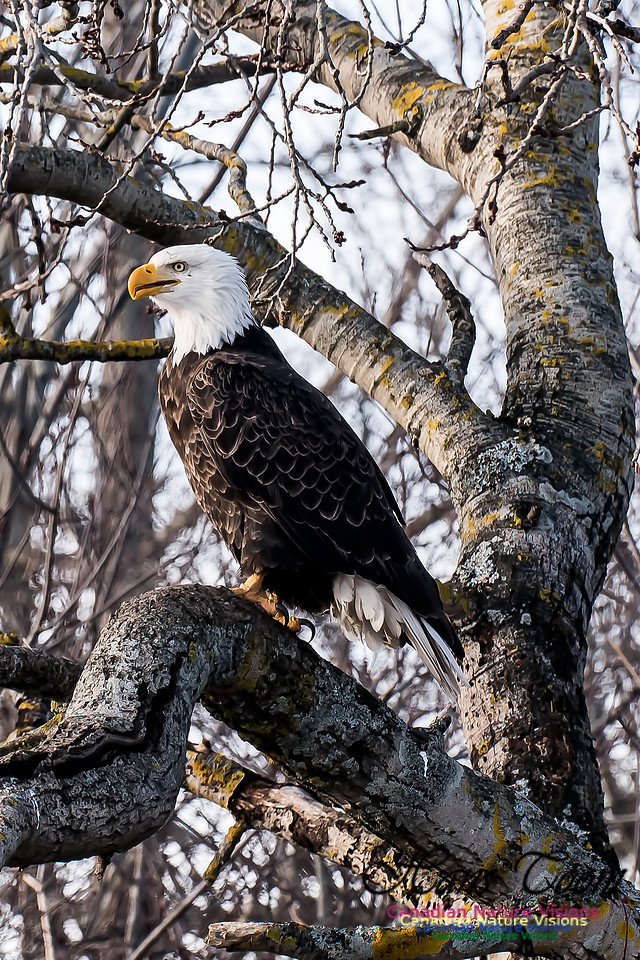 Bald Eagle
