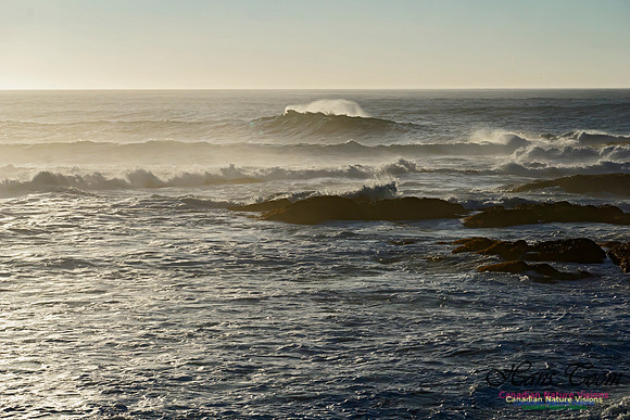 Early Morning on the Coastal Barrens 115