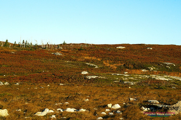 Pennant Peninsula Fall Colours