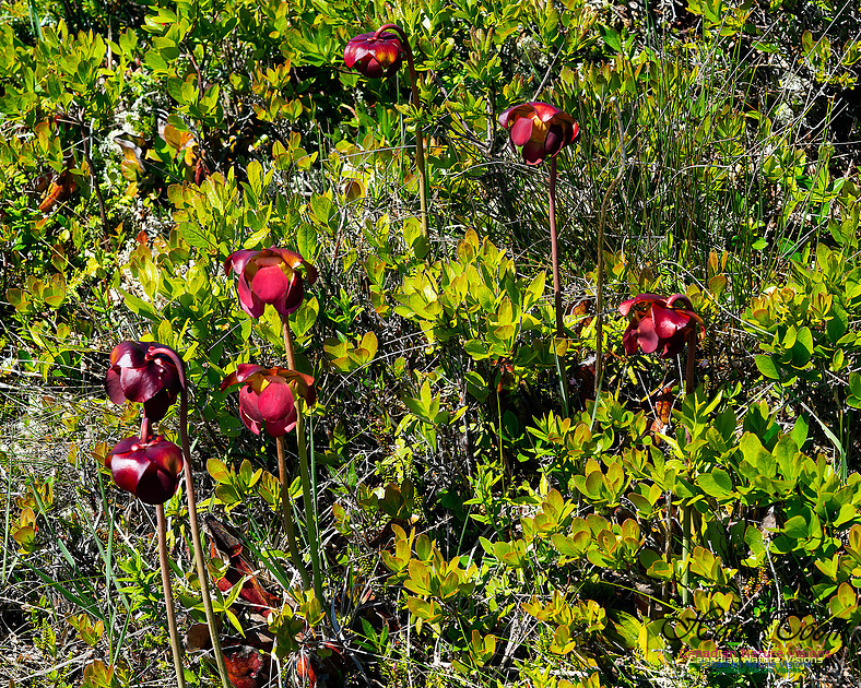 Pitcher Plant 101