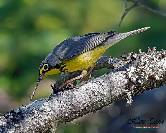 Canada Warbler 4