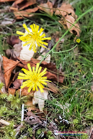 Canada Hawkweed