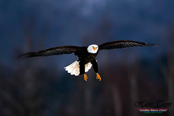 Bald Eagle