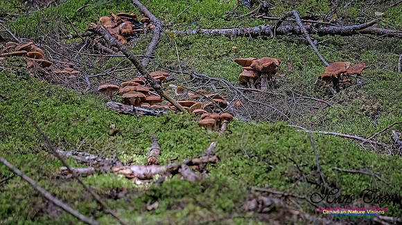 Fungi Walk 110