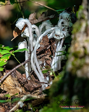Ghost Plant 306