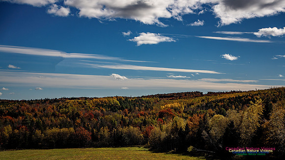 Last Fall Colours of 2024 105