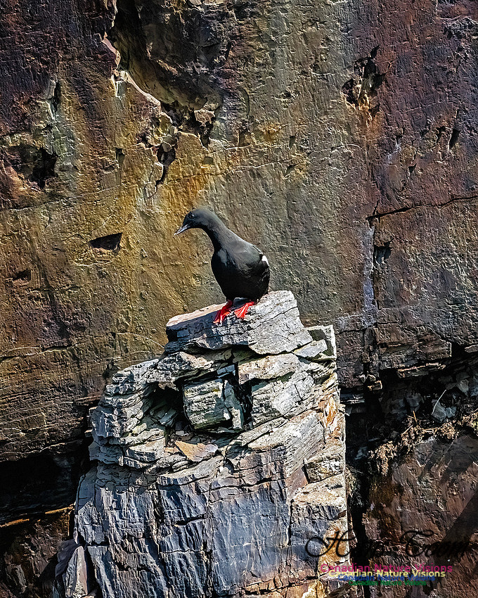 Elliston and Atlantic Puffins 118