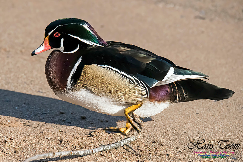Wood Duck