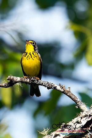 Canada Warbler