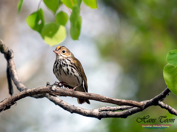 Ovenbird 1