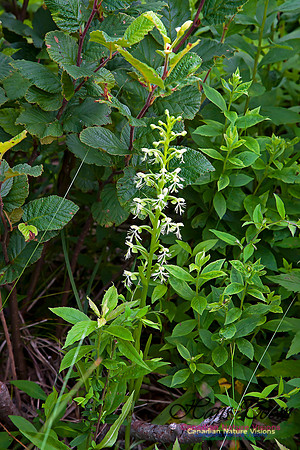 Ragged Fringed Orchid