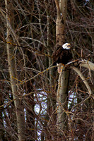Eagles