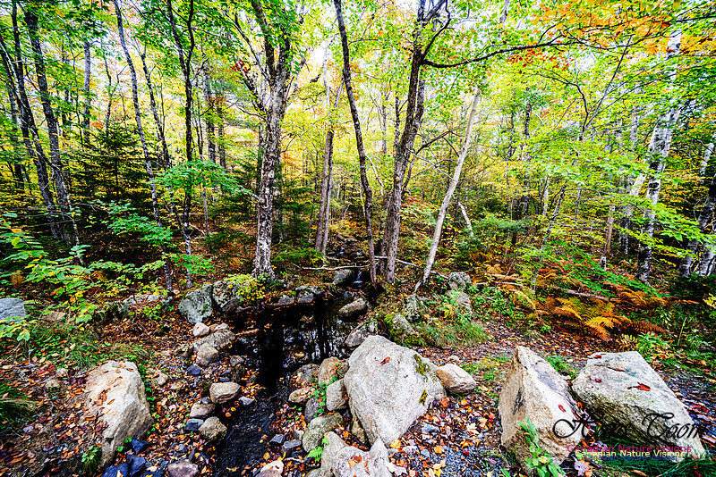 More Early Fall Photos in Nova Scotia 212