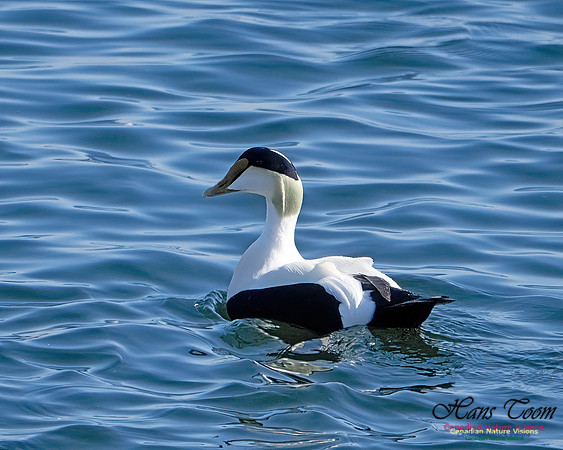 Common Eider 102