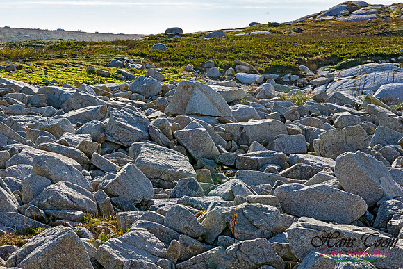 Another Morning Stroll on the Coastal Barrens 115