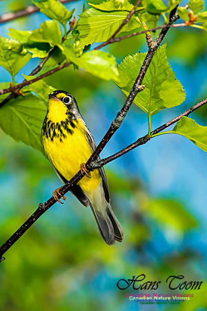 Canada Warbler