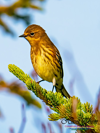 Yellow-rumped Warbler 501