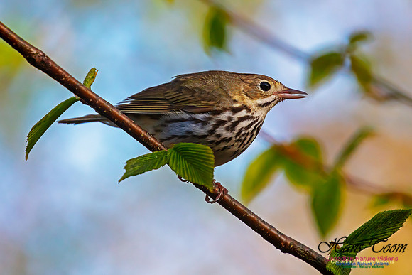 Ovenbird 41