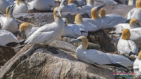 Cape St. Mary's 104