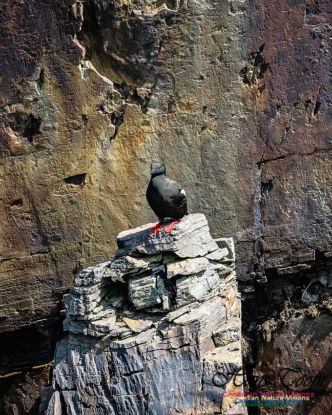 Elliston and Atlantic Puffins 117