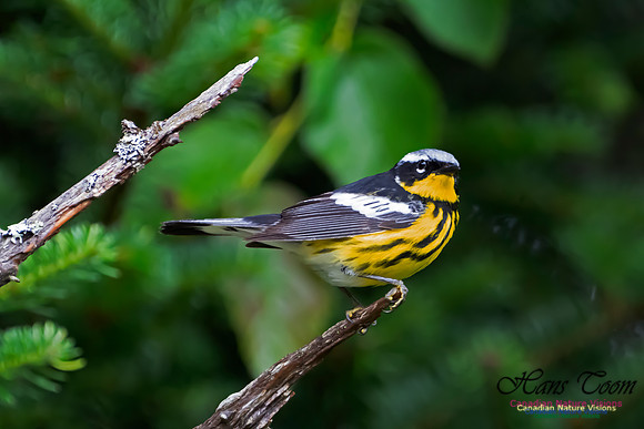 Magnolia Warbler 1053
