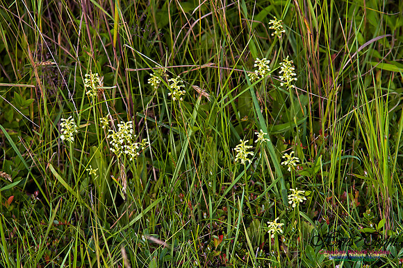 Little Club Spur Orchid